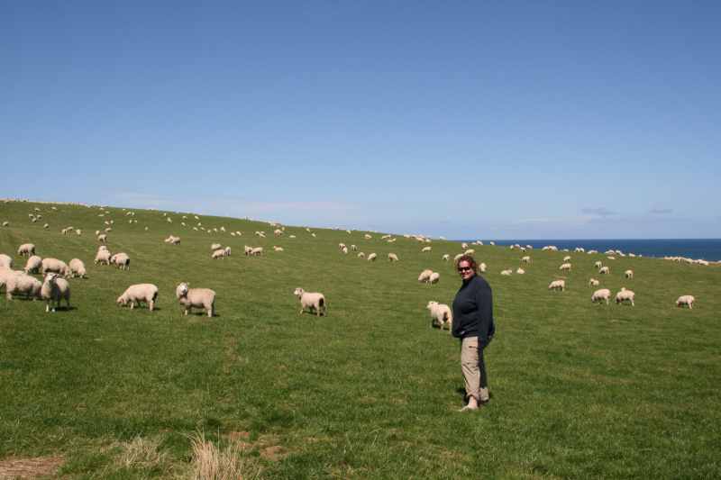 Nieuw-Zeeland 2011 - 1793